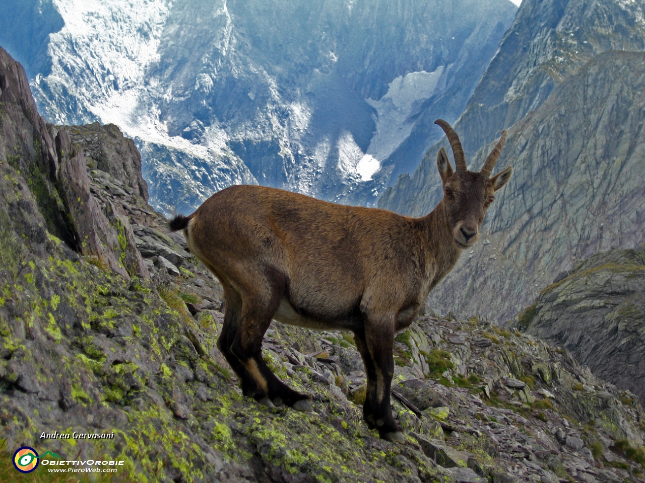 10 stambecco sulla cima del M. Aga.jpg